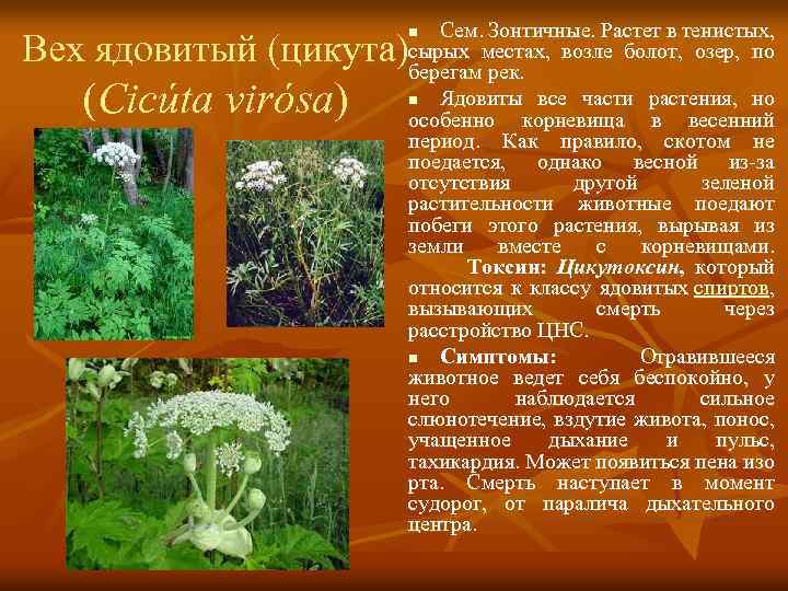 Сем. Зонтичные. Растет в тенистых, сырых местах, возле болот, озер, по берегам рек. n