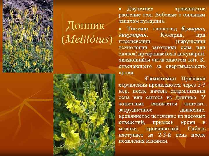 Двулетнее травянистое растение сем. Бобовые с сильным запахом кумарина. n Токсин: глюкозид Кумарин, дикумарин.