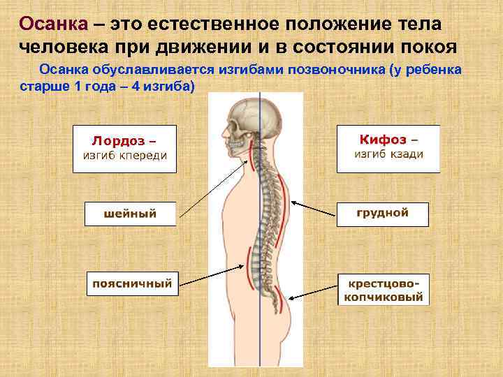 Осанка – это естественное положение тела человека при движении и в состоянии покоя Осанка