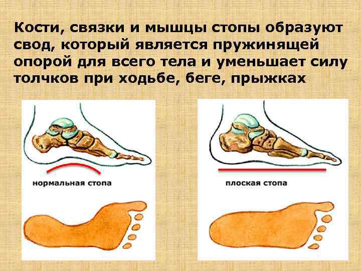 Кости, связки и мышцы стопы образуют свод, который является пружинящей опорой для всего тела