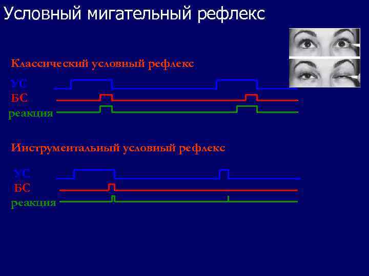 Мигательный рефлекс физиология схема