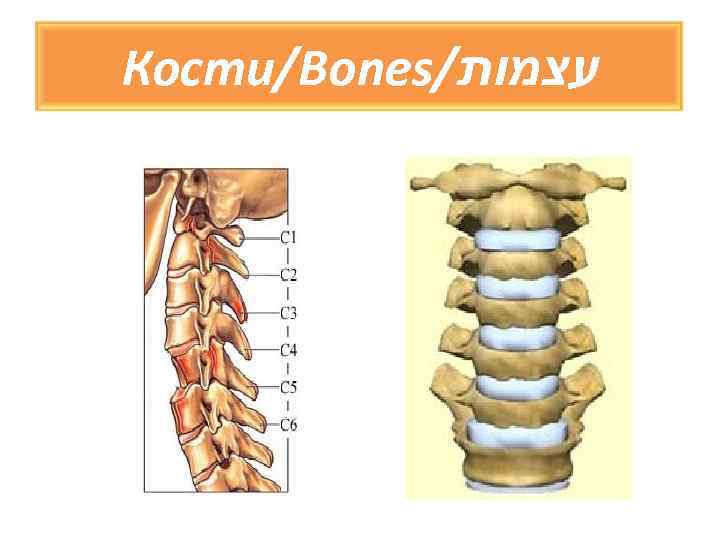 Кости/Bones/ עצמות 