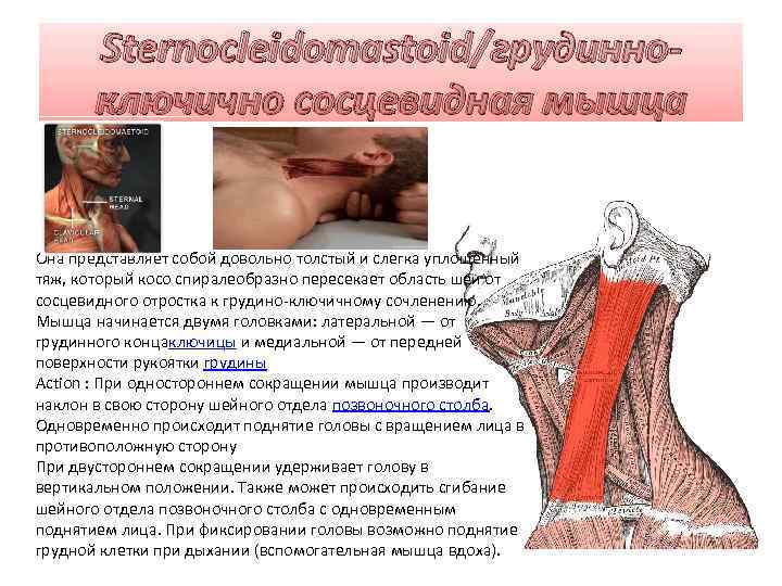 Sternocleidomastoid/грудинноключично сосцевидная мышца Она представляет собой довольно толстый и слегка уплощённый тяж, который косо