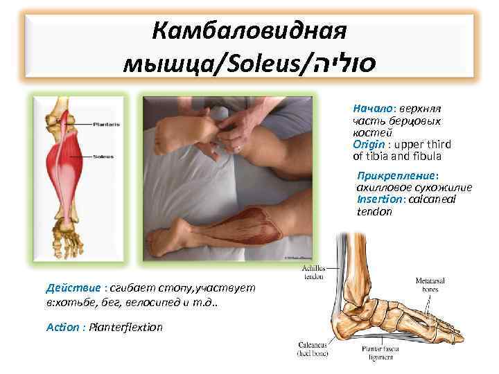 Камбаловидная мышца/Soleus/ סוליה Начало: верхняя часть берцовых костей Origin : upper third of tibia