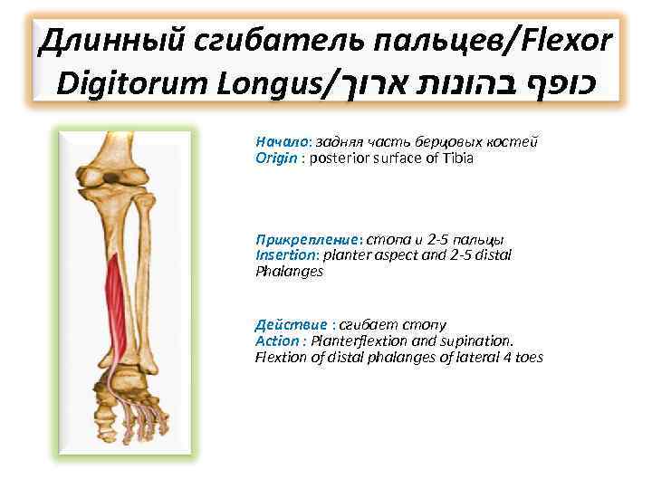 Длинный сгибатель пальцев/Flexor Digitorum Longus/ כופף בהונות ארוך Начало: задняя часть берцовых костей Origin