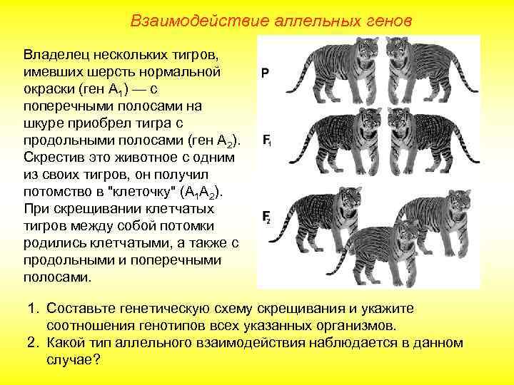 Взаимодействие аллельных генов Владелец нескольких тигров, имевших шерсть нормальной окраски (ген А 1) —