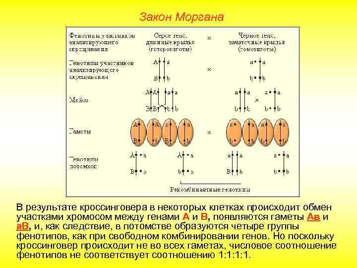 Закон Моргана В результате кроссинговера в некоторых клетках происходит обмен участками хромосом между генами