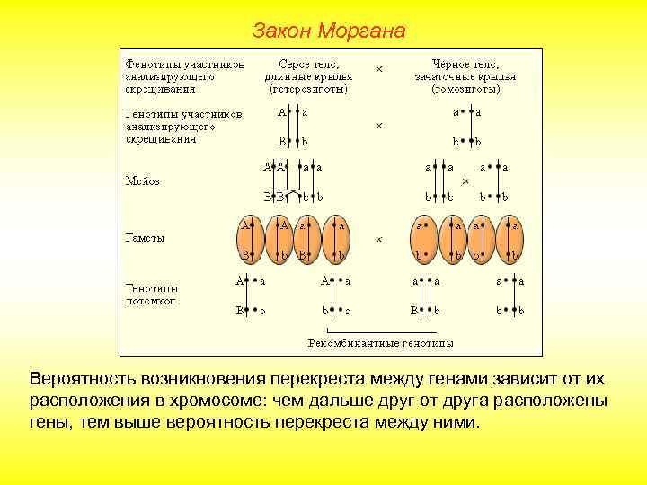 Закон Моргана Вероятность возникновения перекреста между генами зависит от их расположения в хромосоме: чем