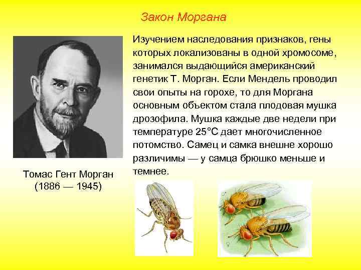 Закон Моргана Томас Гент Морган (1886 — 1945) Изучением наследования признаков, гены которых локализованы