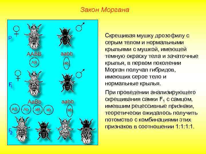 Закон Моргана Скрещивая мушку дрозофилу с серым телом и нормальными крыльями с мушкой, имеющей