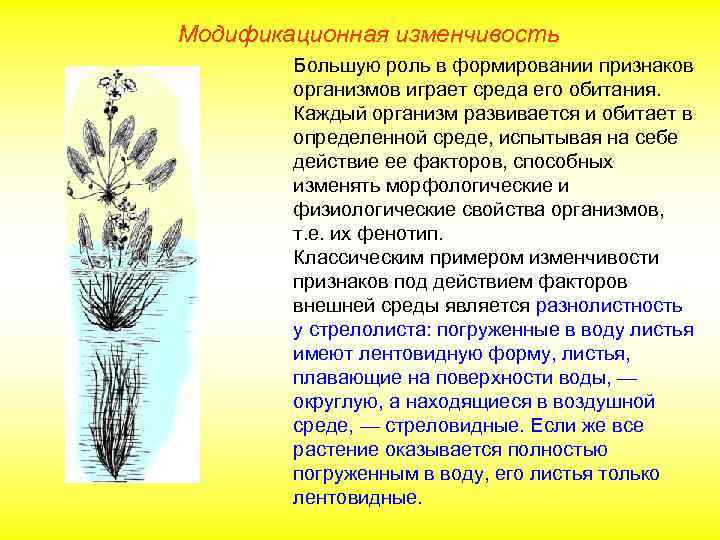Модификационная изменчивость Большую роль в формировании признаков организмов играет среда его обитания. Каждый организм