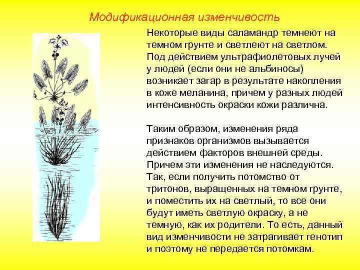 Модификационная изменчивость Некоторые виды саламандр темнеют на темном грунте и светлеют на светлом. Под