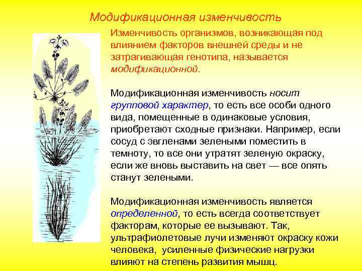 Модификационная изменчивость Изменчивость организмов, возникающая под влиянием факторов внешней среды и не затрагивающая генотипа,