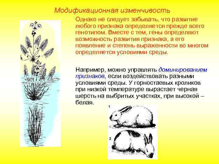 Модификационная изменчивость Однако не следует забывать, что развитие любого признака определяется прежде всего генотипом.