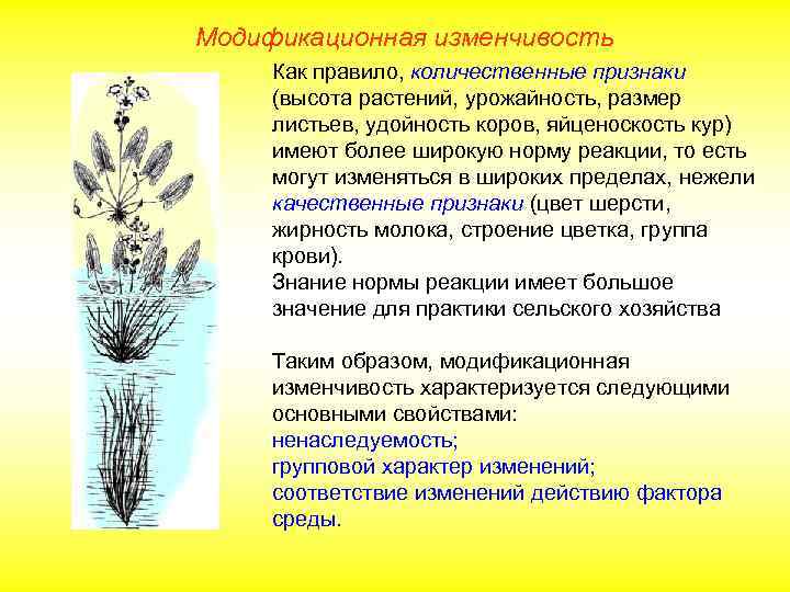 Модификационная изменчивость Как правило, количественные признаки (высота растений, урожайность, размер листьев, удойность коров, яйценоскость