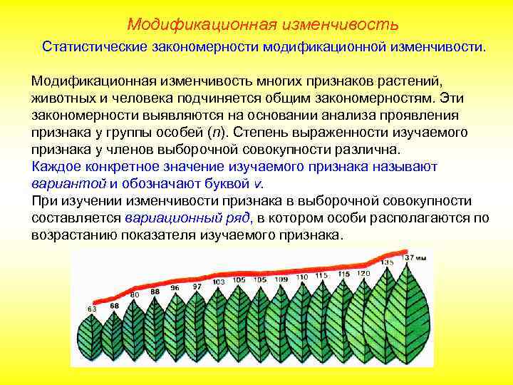 Модификационная изменчивость Статистические закономерности модификационной изменчивости. Модификационная изменчивость многих признаков растений, животных и человека