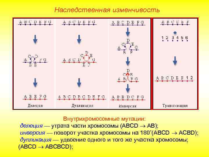 Наследственная изменчивость Внутрихромосомные мутации: делеция — утрата части хромосомы (АВСD AB); инверсия — поворот