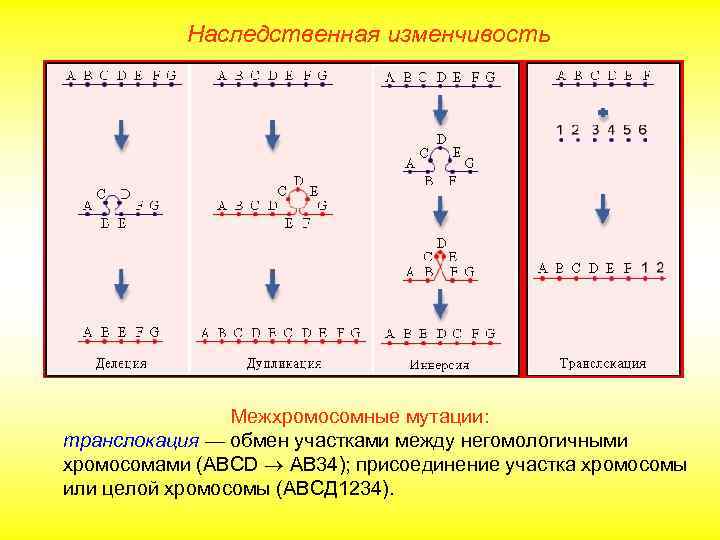 Наследственная изменчивость Межхромосомные мутации: транслокация — обмен участками между негомологичными хромосомами (АВCD AB 34);