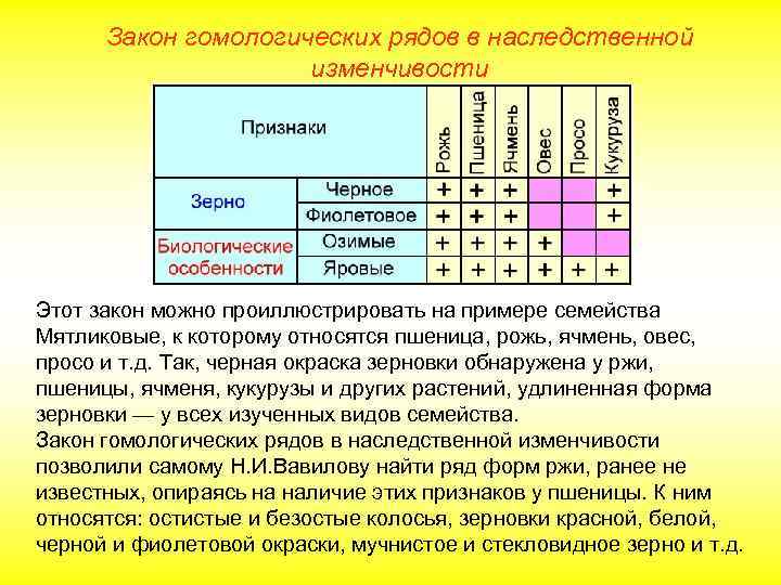 Закон гомологических рядов в наследственной изменчивости Этот закон можно проиллюстрировать на примере семейства Мятликовые,