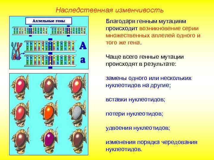 Наследственная изменчивость Благодаря генным мутациям происходит возникновение серии множественных аллелей одного и того же