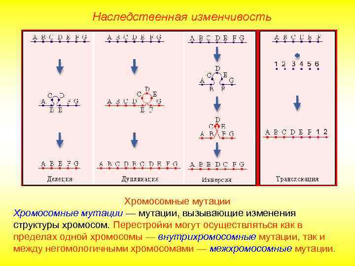 Наследственная изменчивость Хромосомные мутации — мутации, вызывающие изменения структуры хромосом. Перестройки могут осуществляться как