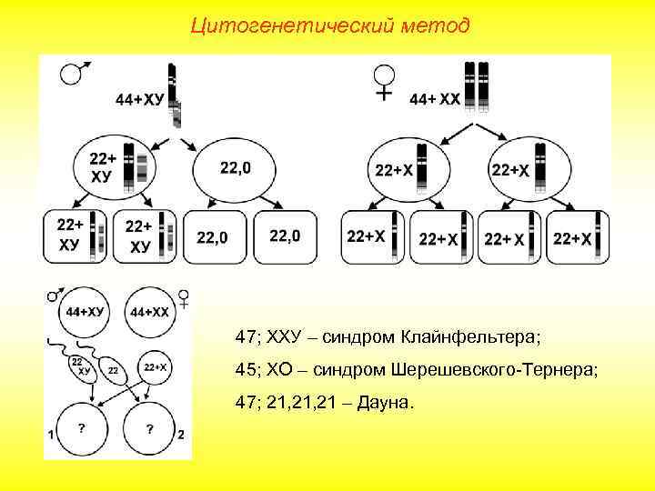 Цитогенетический метод 47; ХХУ – синдром Клайнфельтера; 45; ХО – синдром Шерешевского-Тернера; 47; 21,
