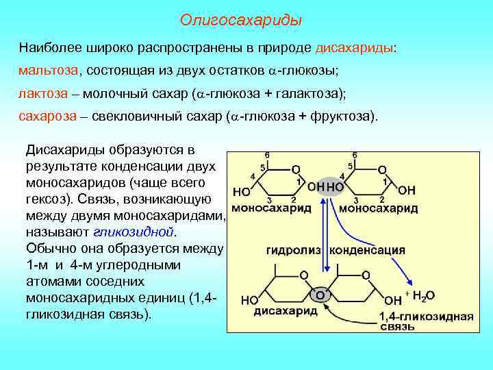 Олигосахариды Наиболее широко распространены в природе дисахариды: мальтоза, состоящая из двух остатков -глюкозы; лактоза