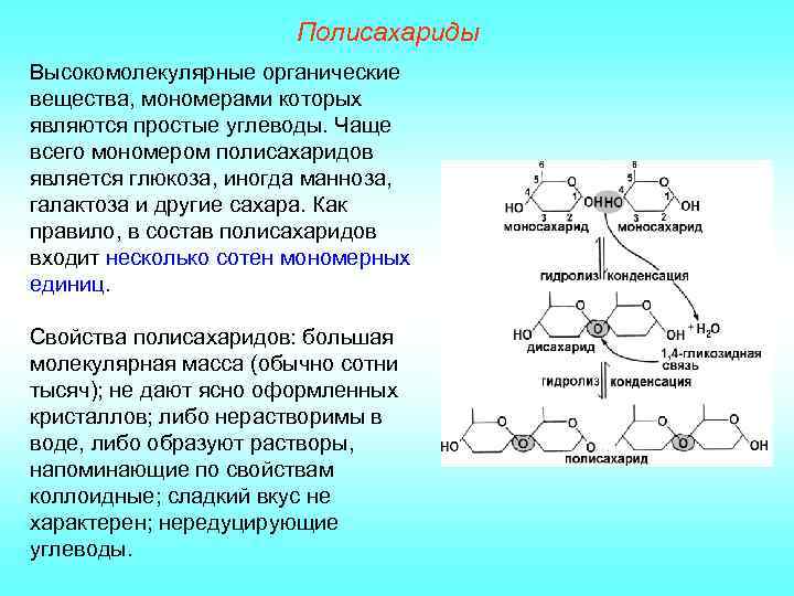 Полисахариды Высокомолекулярные органические вещества, мономерами которых являются простые углеводы. Чаще всего мономером полисахаридов является