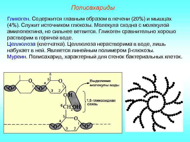 Полисахариды Гликоген. Содержится главным образом в печени (20%) и мышцах (4%). Служит источником глюкозы.