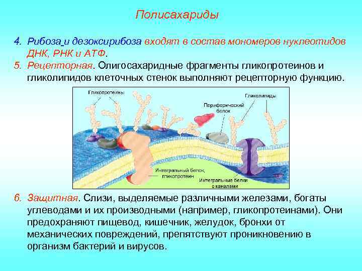 Полисахариды 4. Рибоза и дезоксирибоза входят в состав мономеров нуклеотидов ДНК, РНК и АТФ.