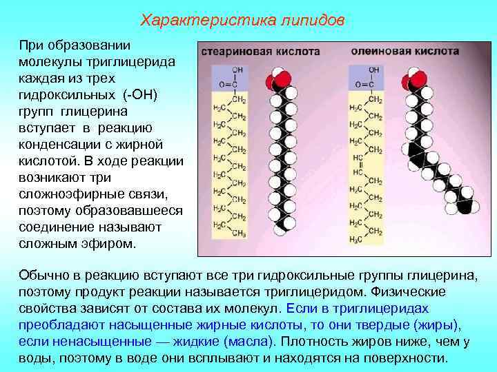 Характеристика липидов При образовании молекулы триглицерида каждая из трех гидроксильных (-ОН) групп глицерина вступает