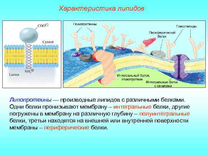 Характеристика липидов Липопротеины — производные липидов с различными белками. Одни белки пронизывают мембрану –