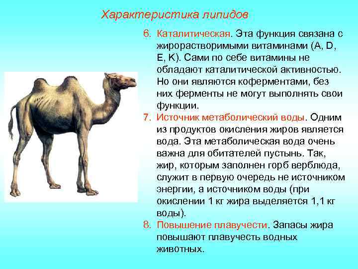 Характеристика липидов 6. Каталитическая. Эта функция связана с жирорастворимыми витаминами (А, D, E, K).
