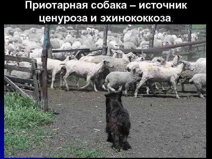 Приотарная собака – источник ценуроза и эхинококкоза. 