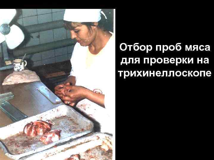 Отбор проб мяса для проверки на трихинеллоскопе 