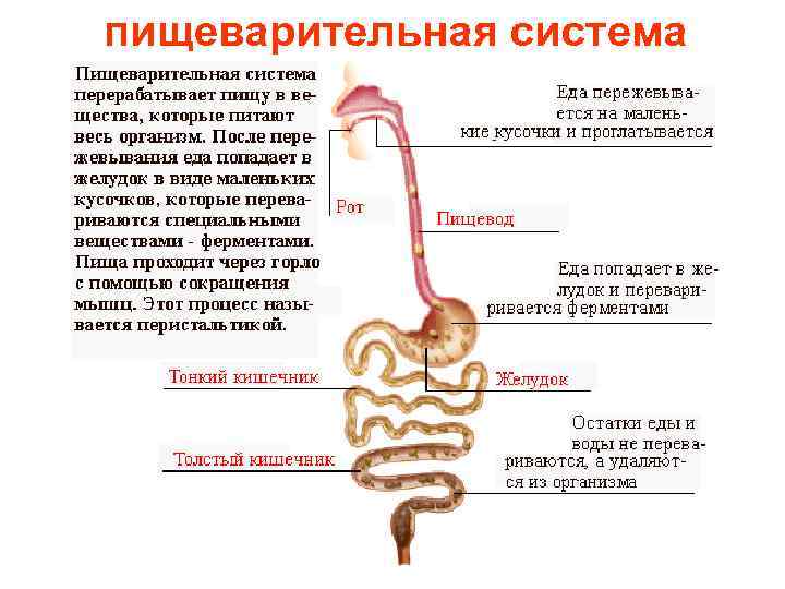 пищеварительная система 