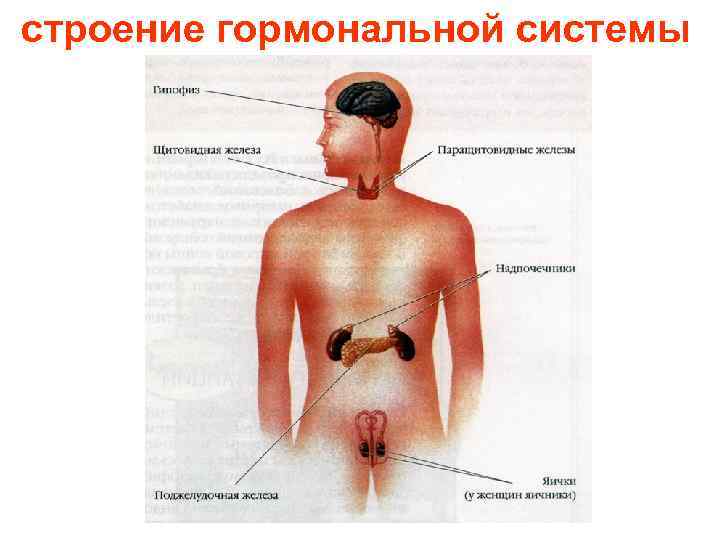 строение гормональной системы 