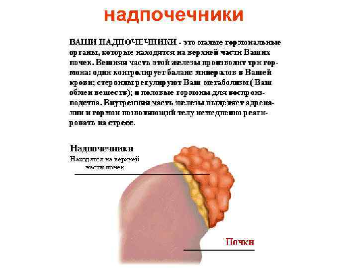 надпочечники 