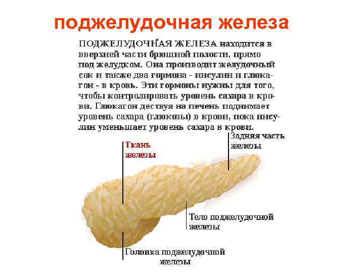 поджелудочная железа 
