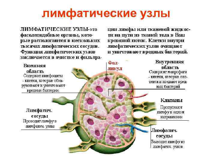 лимфатические узлы 