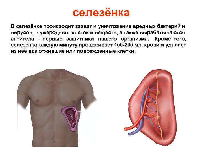 селезёнка В селезёнке происходит захват и уничтожение вредных бактерий и вирусов, чужеродных клеток и