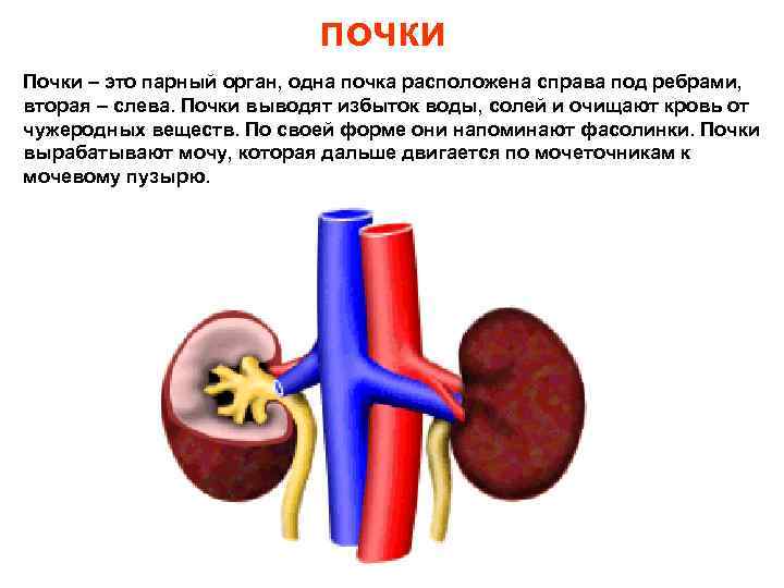 почки Почки – это парный орган, одна почка расположена справа под ребрами, вторая –