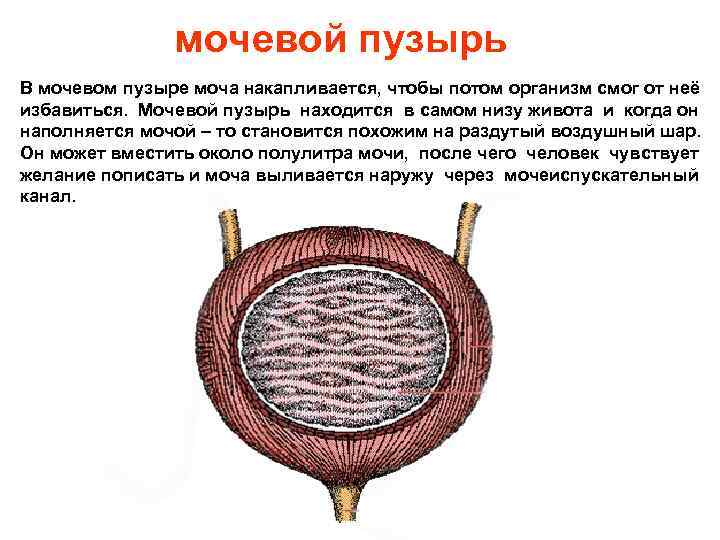 мочевой пузырь В мочевом пузыре моча накапливается, чтобы потом организм смог от неё избавиться.