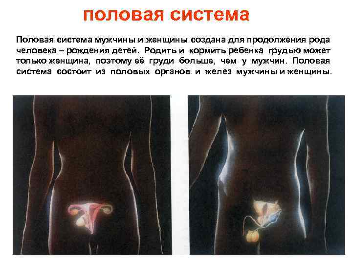 половая система Половая система мужчины и женщины создана для продолжения рода человека – рождения