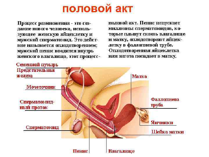 половой акт 