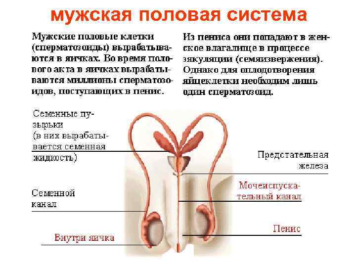 мужская половая система 