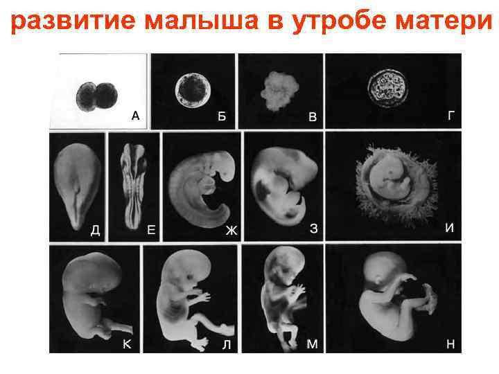 развитие малыша в утробе матери 