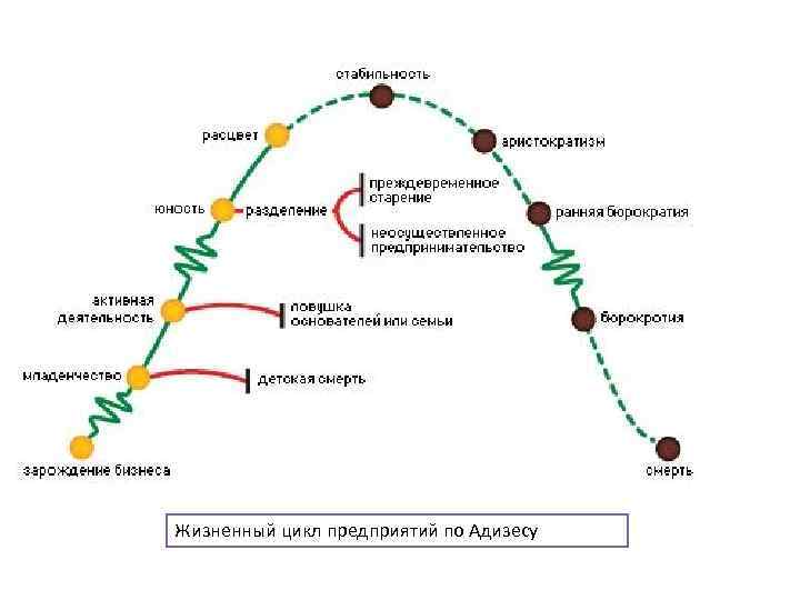 Жизненный цикл предприятий по Адизесу 