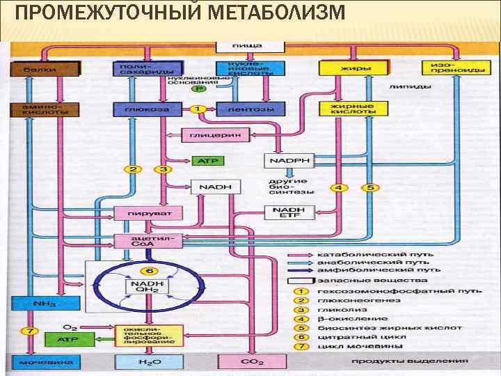 ПРОМЕЖУТОЧНЫЙ МЕТАБОЛИЗМ 