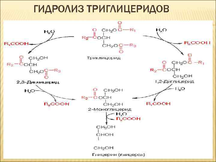 Схема синтеза триглицеридов